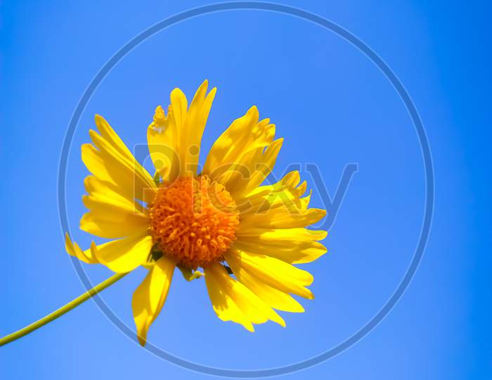 Beautiful yellow flowers blooming on a blue background