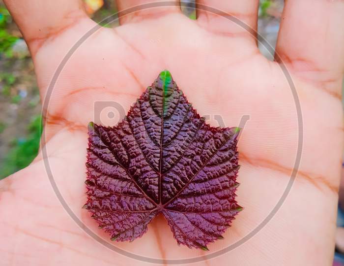 Hand holding a brown colour leaf