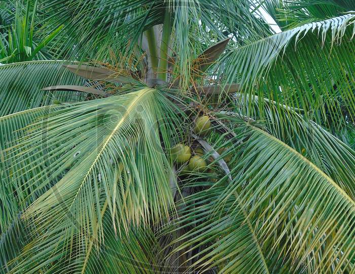 coconut garden