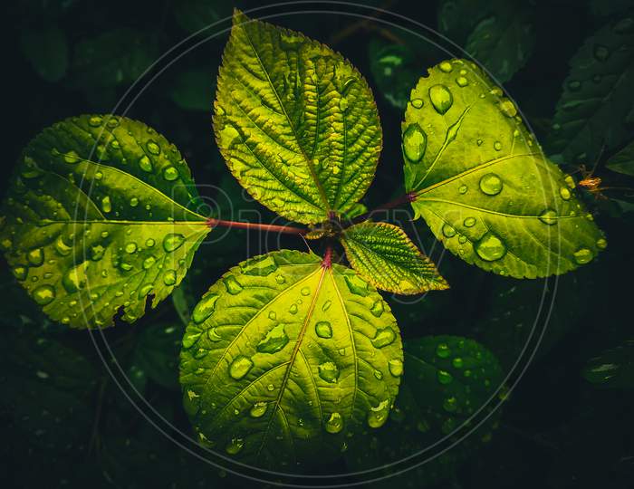 Water drop with green leaf