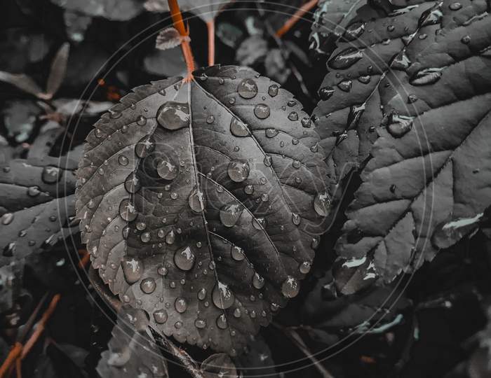 Raindrops on the grey colour leaf