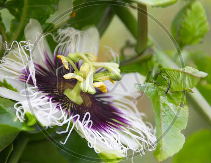 Detail Of The Passion Fruit Flower In The Organic Garden