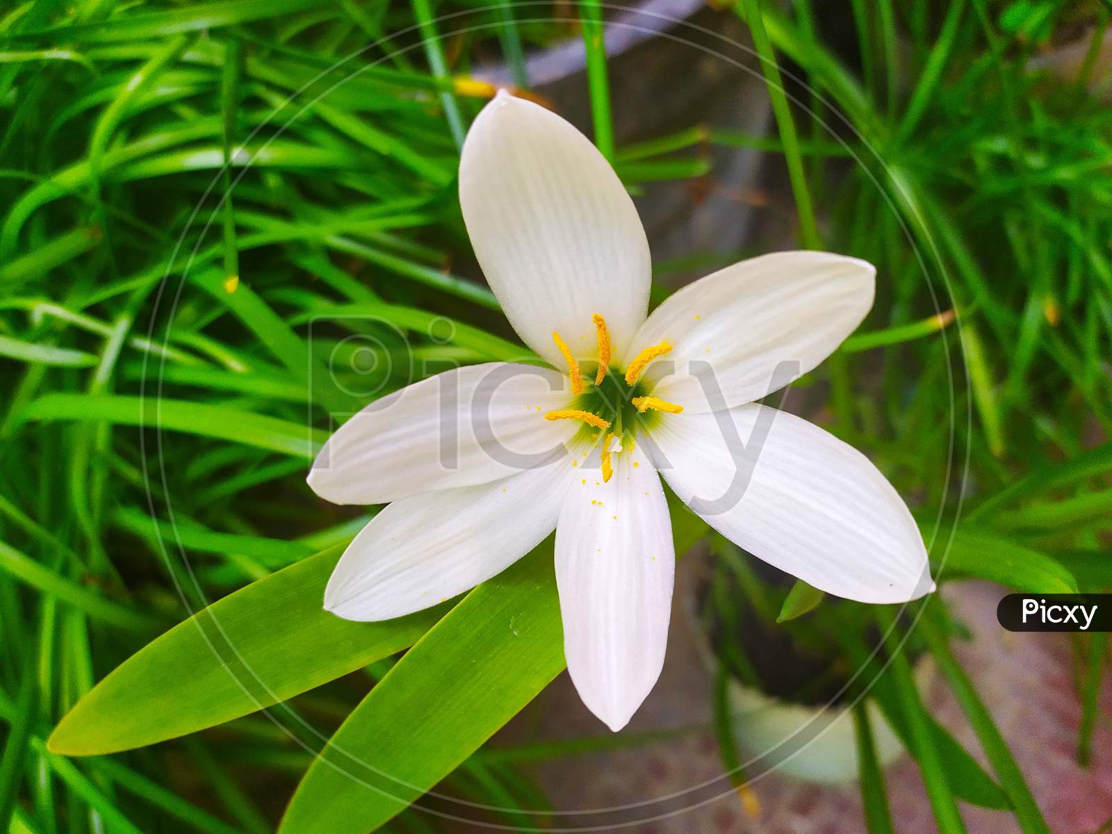 Zephyranthes candida, with common names that include autumn zephyrlily, white windflower and Peruvian wamp lily