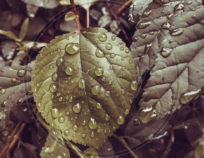 Water drop on a leaf