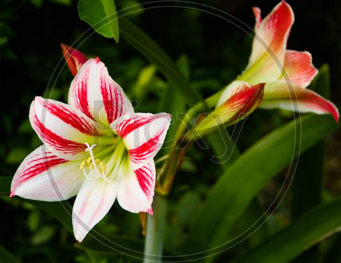 Flowering Lily In Summer In The Garden