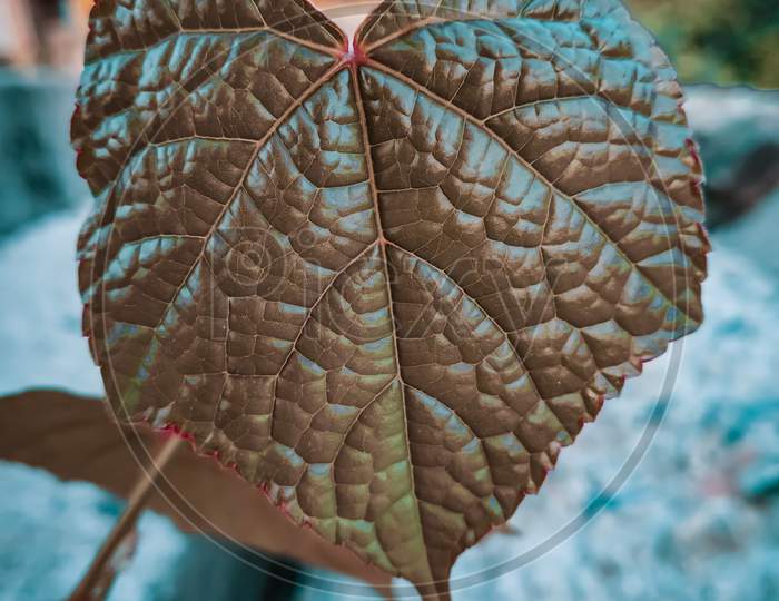 Close-up leaf texture