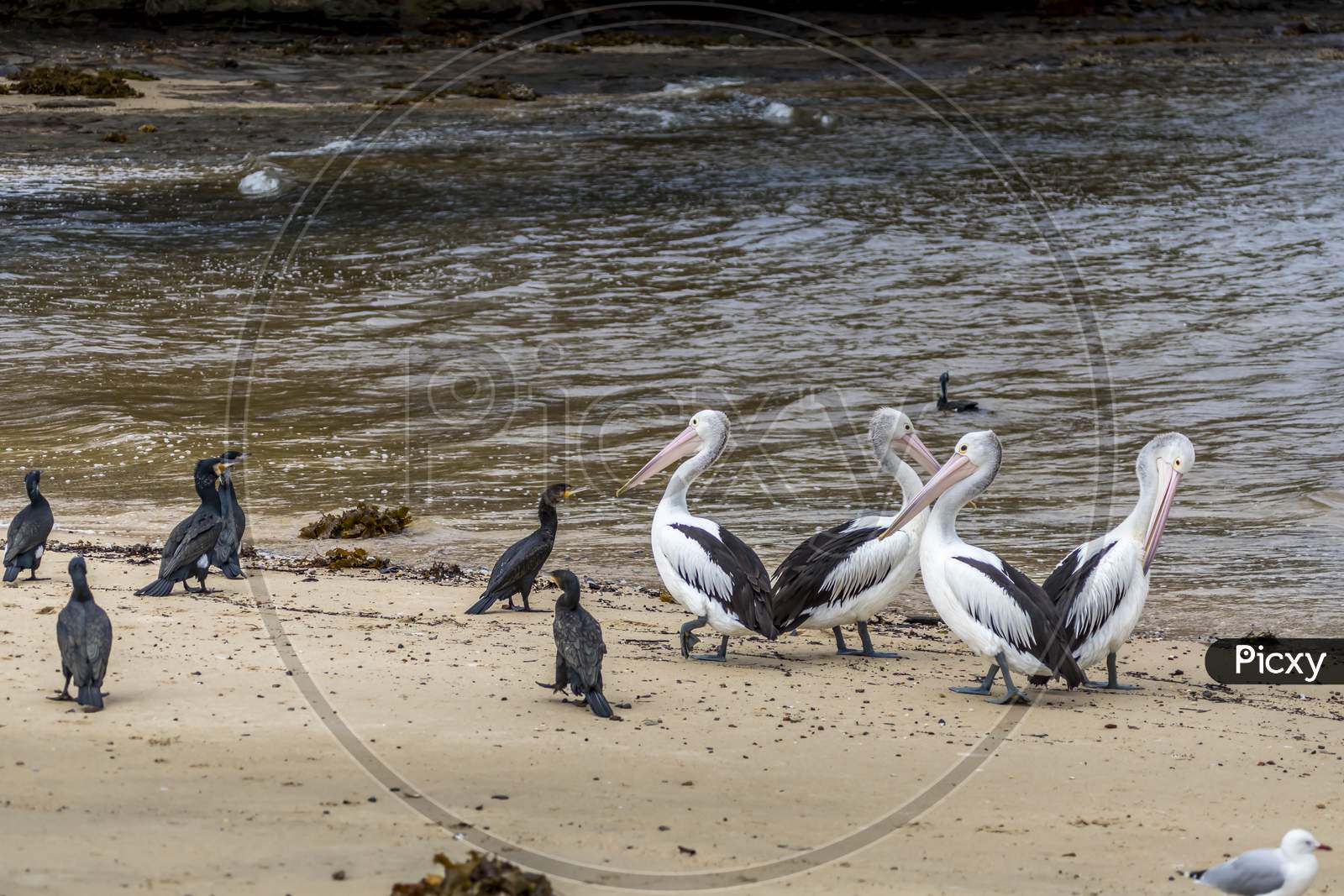 Pelican and other waterbirds at a beach in Victoria, Australia at a rainy day in summer.