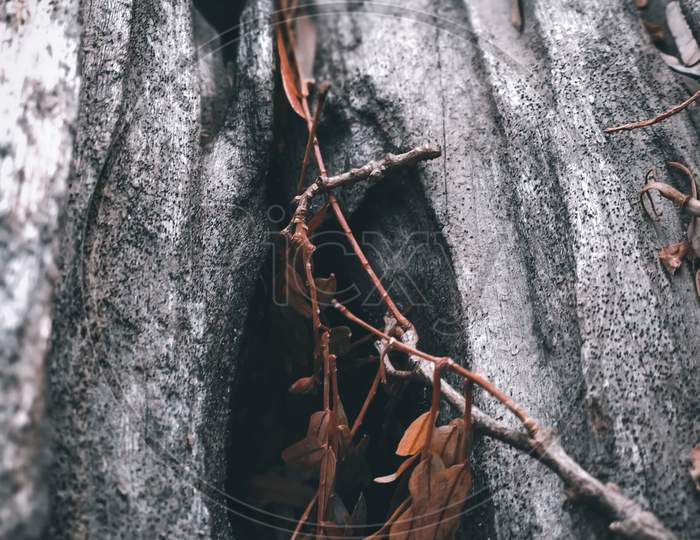 Tree wood