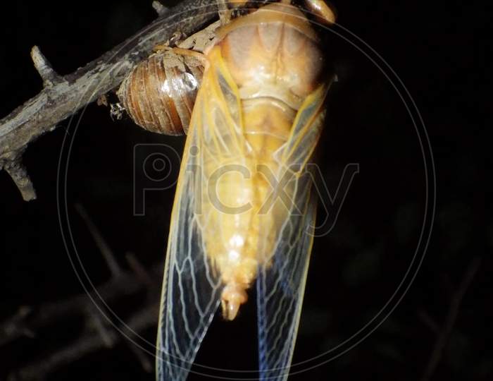 Summer is here，cicada，蟬