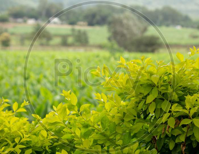 Green Leaves With Farm Land In Background, Hasanur, Tamil Nadu, India