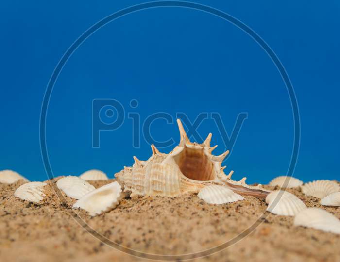 Minimalist Background Representing The Summer With Snails Clams Goggles And Sand On Celestial
