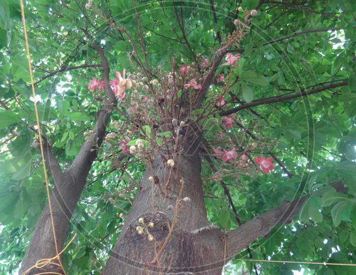 view of a dragon ball tree