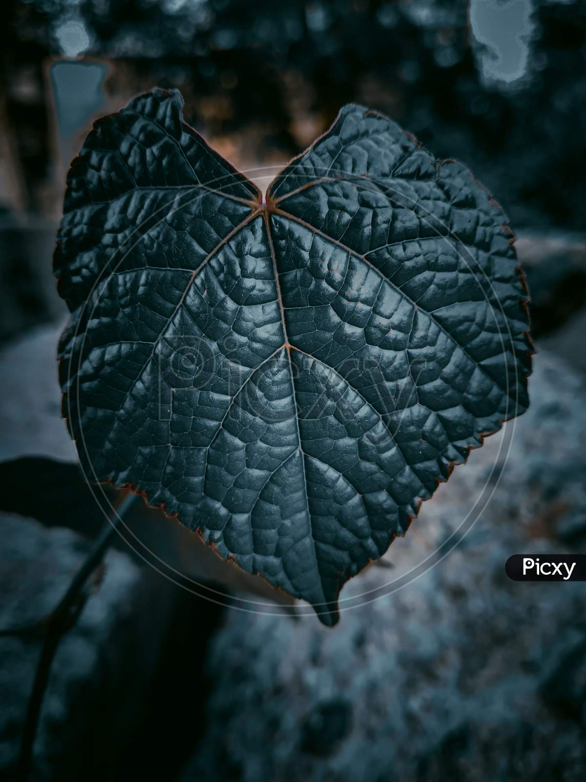 Grey colour leaf