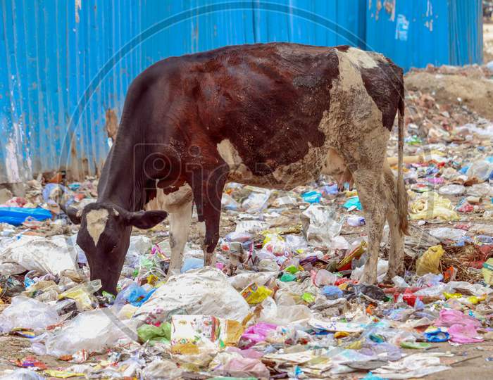 Cow Eating Trash Plastic Bag From Garbage Dump