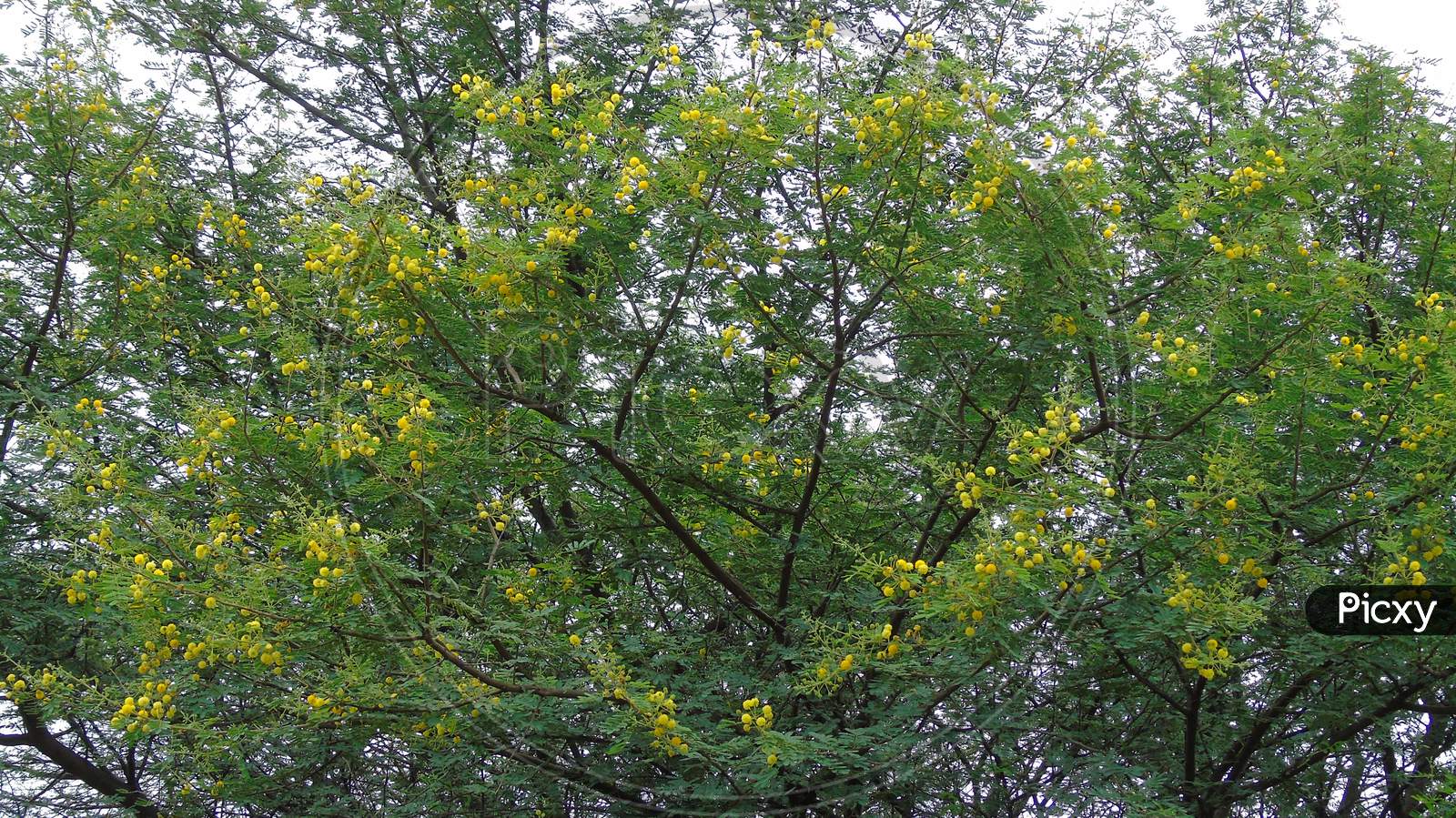 small yellow flower on tree