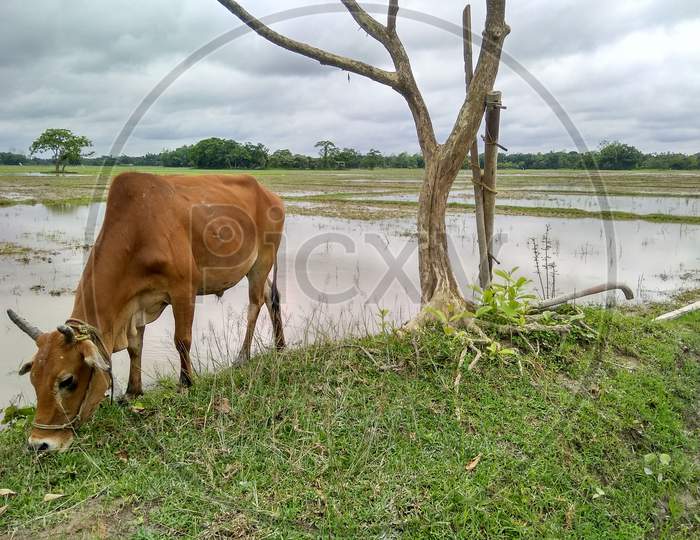 a cattle is grazing in a rice field
