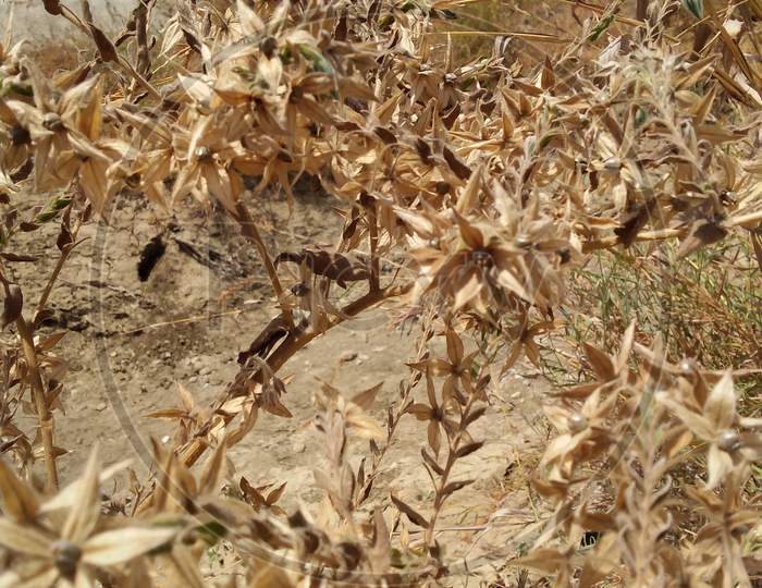 Plant and natural from Gujarat India