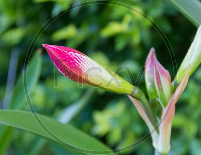 Flowering Lily In Summer In The Garden