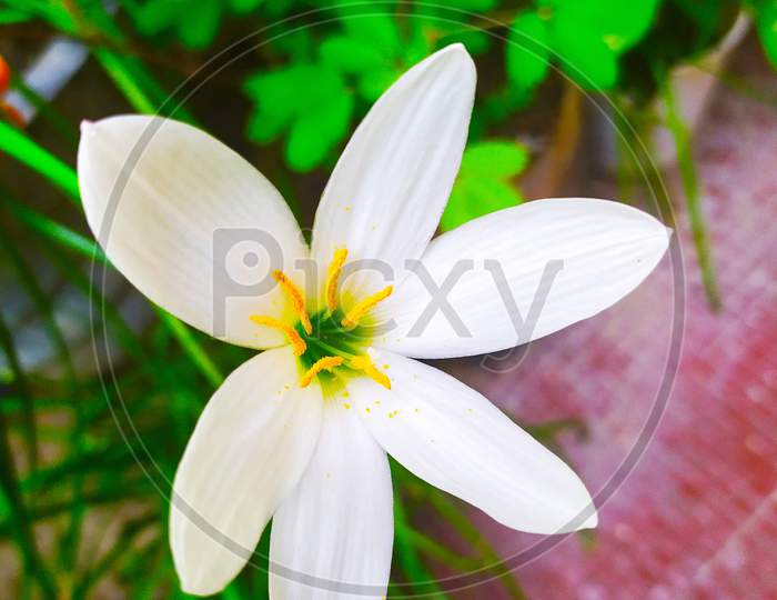 autumn zephyrlily in a blur background, scientific name is Zephyranthes candida. common names that includes white windflower and Peruvian swamp lily. Closeup