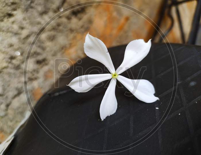 White coloured Catharanthus roseus flower isolated on black background. White Madagascar periwinkle, bright eyes, Cape periwinkle, graveyard plant, old maid are common names. Space for text