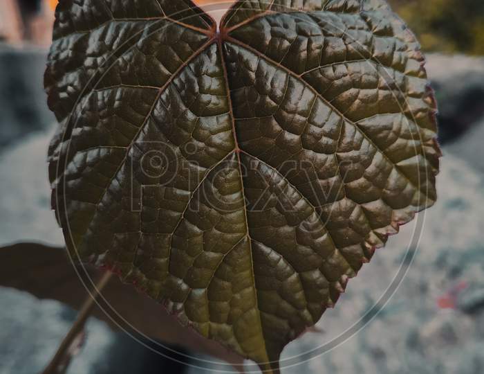 Brown colour leaf close-up view