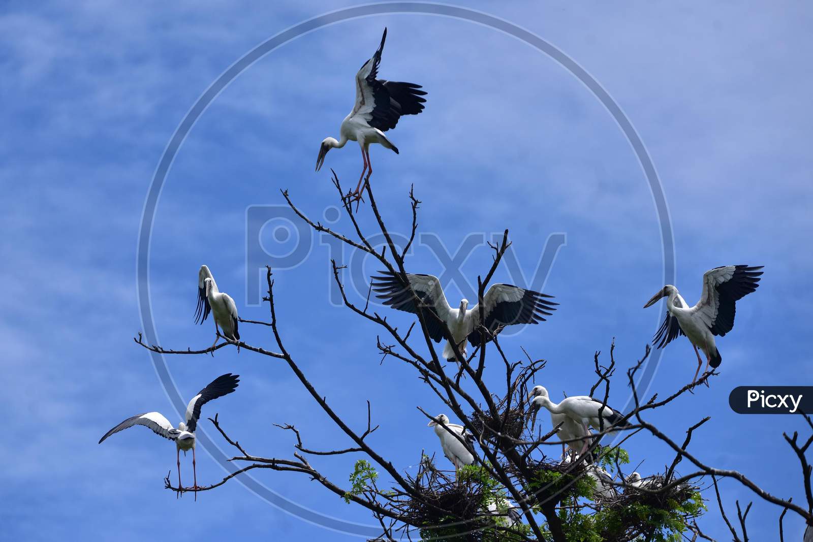 Openbill Storks Are Seen Perched On Top Of A Tree As They Arrive To Nest And Breed During The Monsoon Season, In Nagaon District Of Assam On June 19, 2020