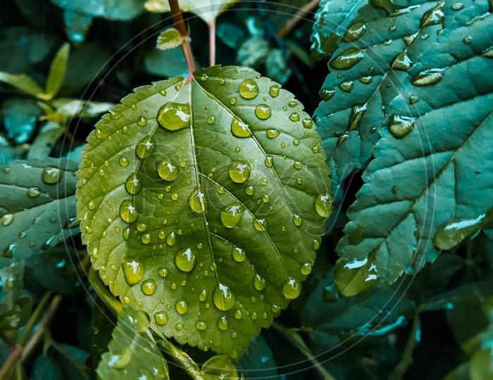 Plant leaf with water drop