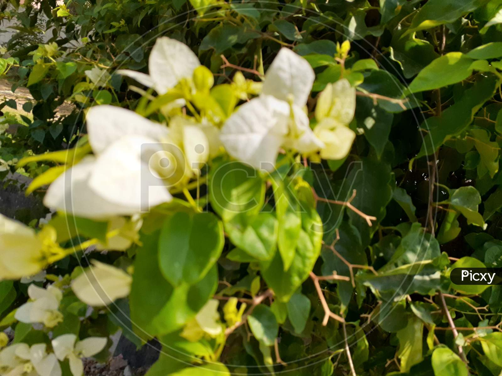 Selective Focus on bougainvillea Flowers in a park