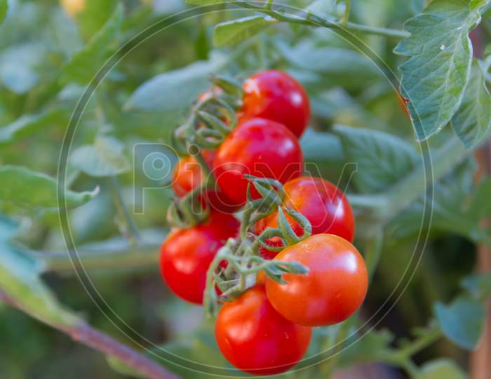 Plantation Of Tomatoes In The Organic Garden