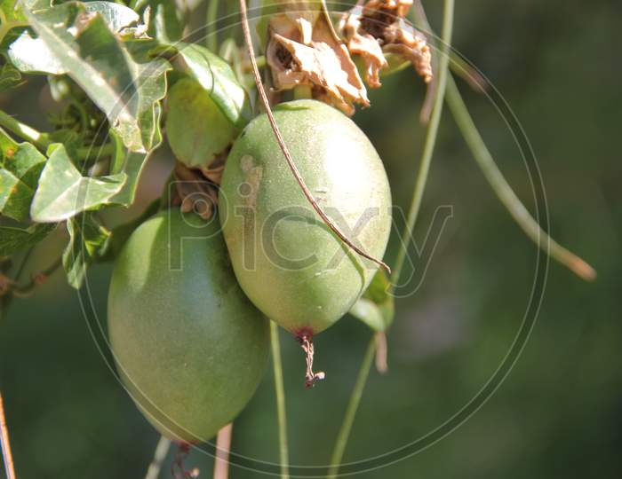 Maracuya Fruit