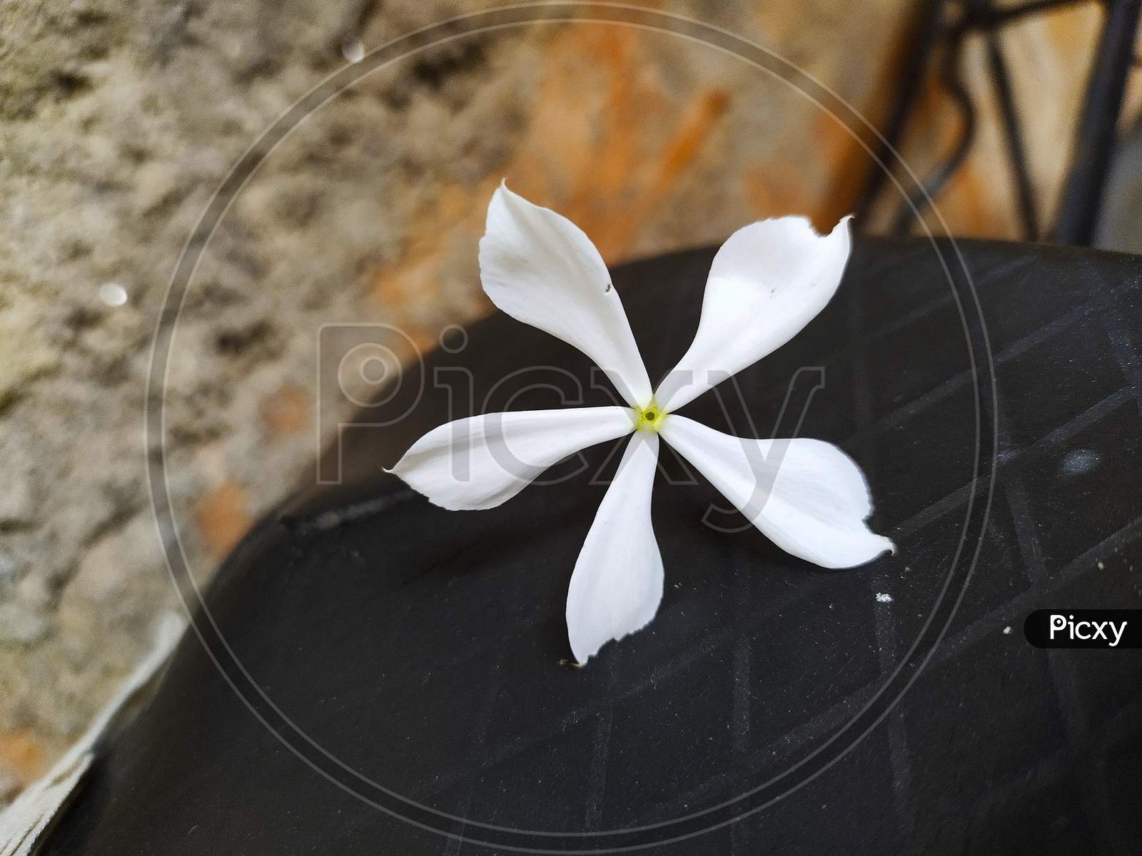 White coloured Catharanthus roseus flower isolated on black background. White Madagascar periwinkle, bright eyes, Cape periwinkle, graveyard plant, old maid are common names. Space for text