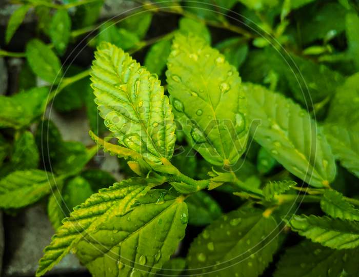 Green plant leaf