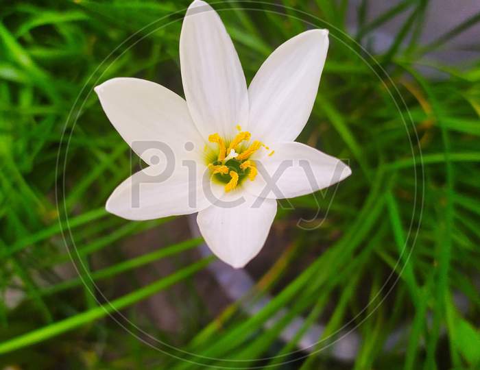 A beautiful flower of Zephyranthes candida with common names that include Autumn zephyrlily, white windflower and Peruvian swamp lily in a blur/portrait background. topview