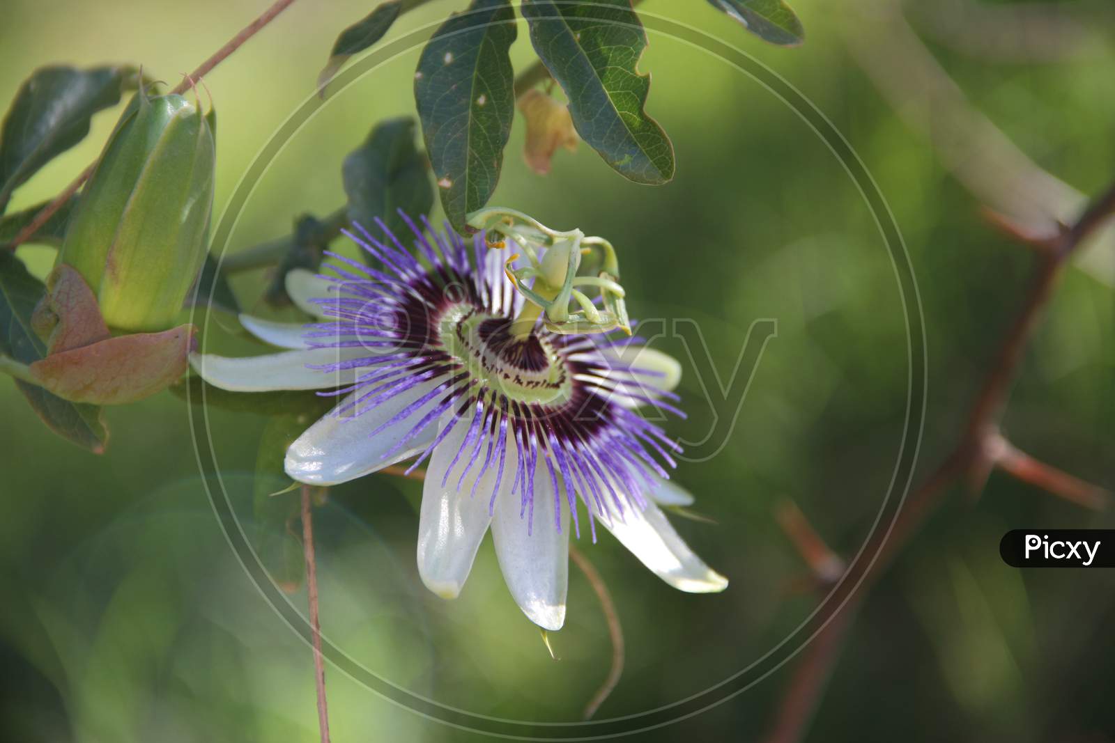 Maracuya Flower