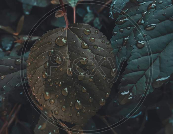 Water drop on leafs