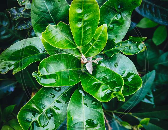 Raindrops on the green leaf