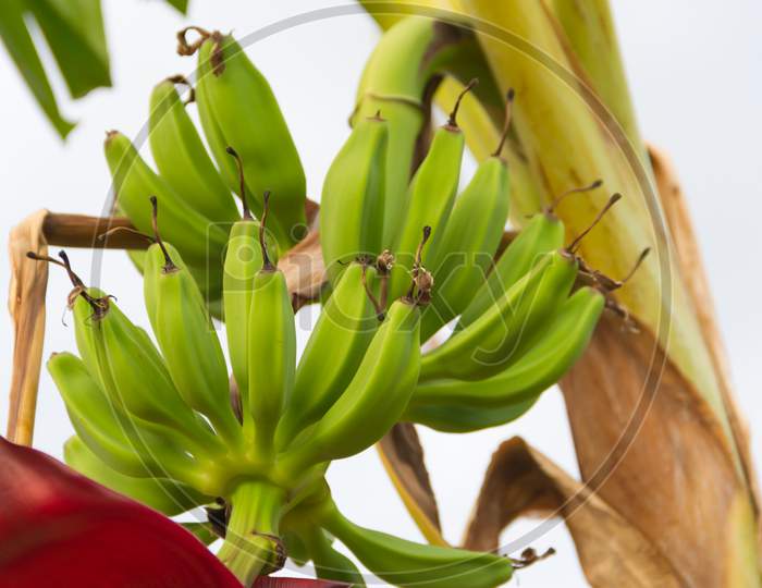 Green Bananas In The Organic Garden Plant