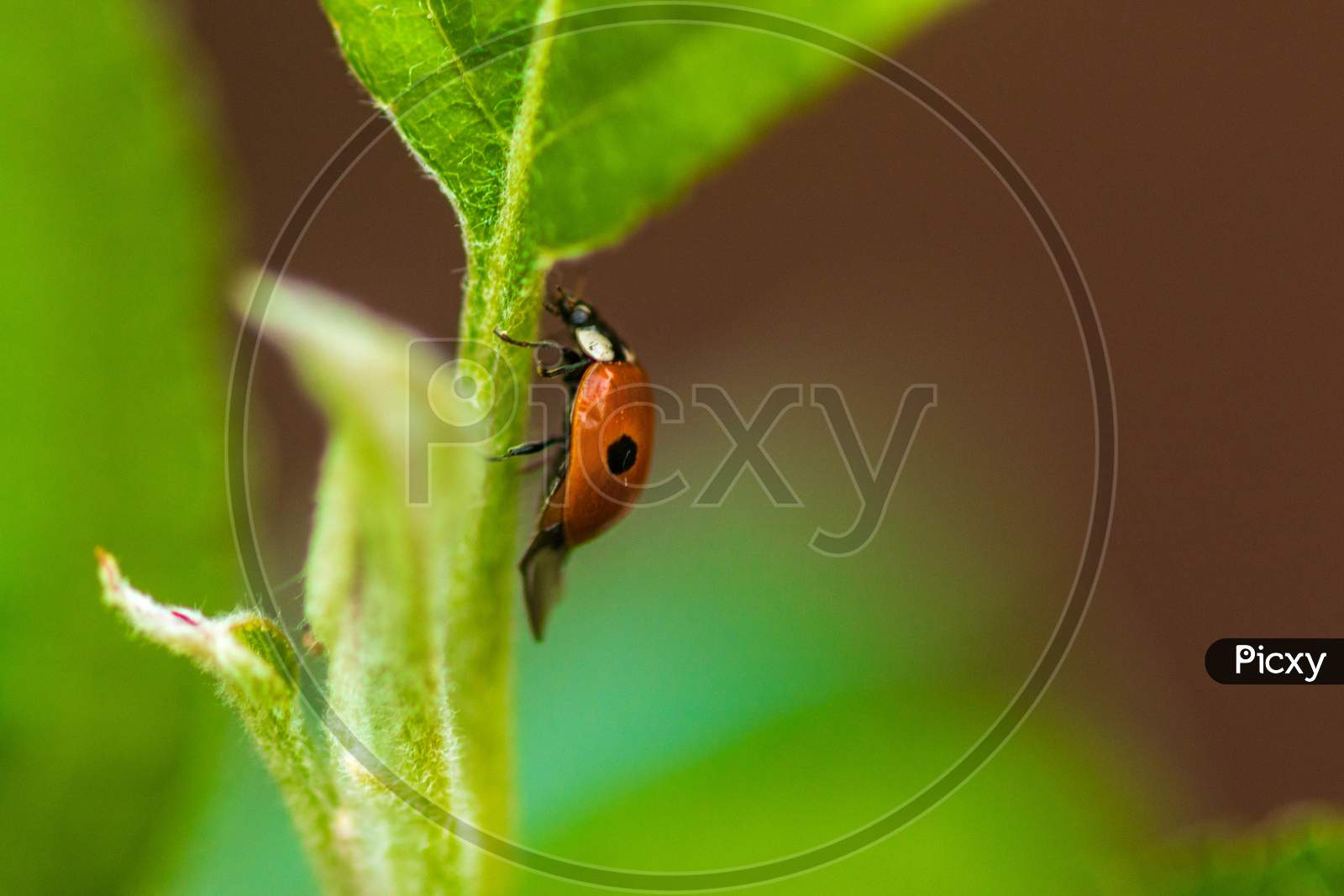 Lonely Ladybird