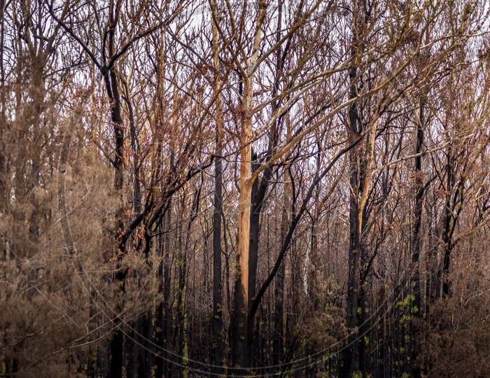 A forest near Wallaga Lake in New South Wales, Australia burnt down during the bush fires.