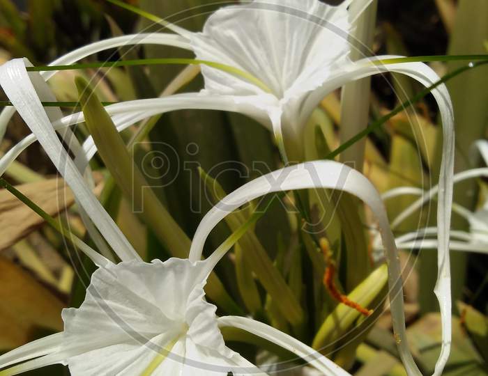White flower and nature from Vadodara Gujarat India