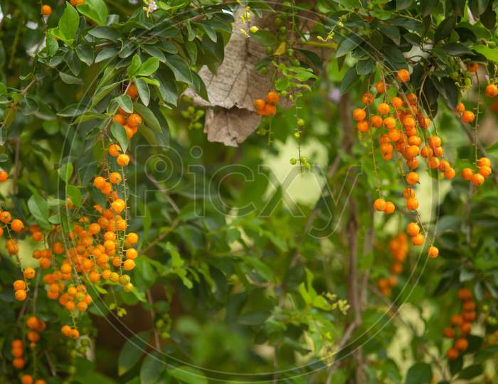 Green Leaves With Orange Fruit, Hasanur, Tamil Nadu, India