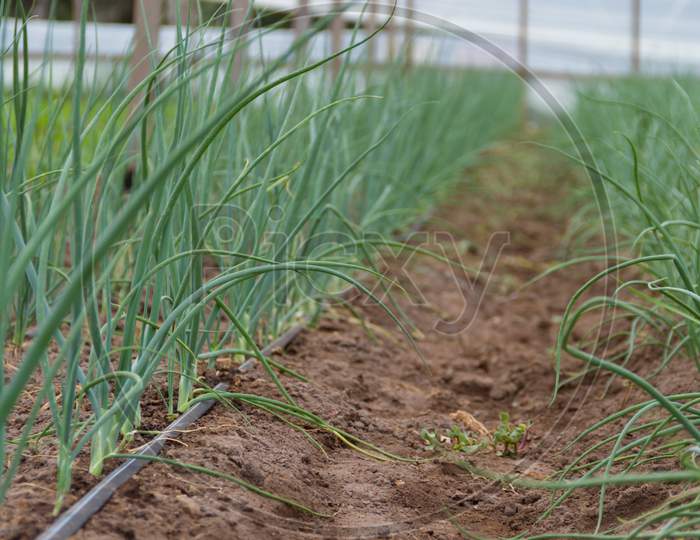 Plantation Of Onions In Greenhouse Organic Garden
