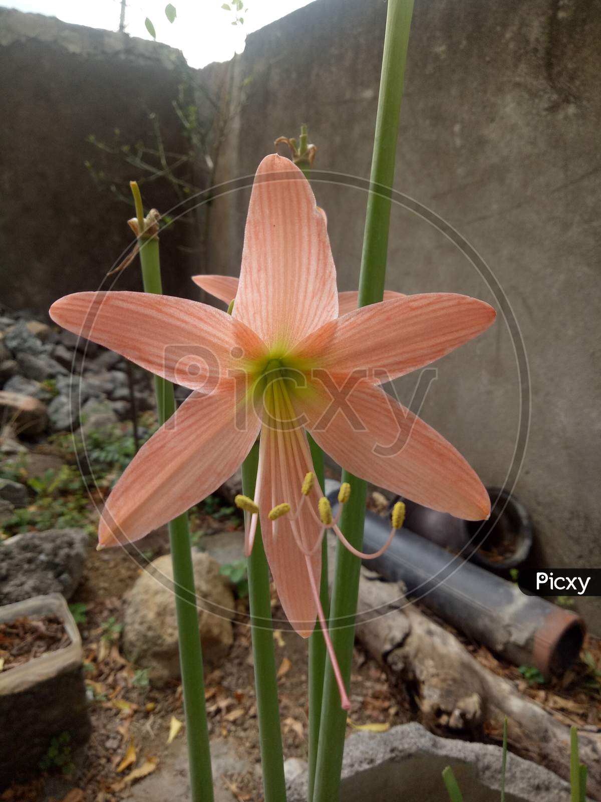 Rhodophiala flower