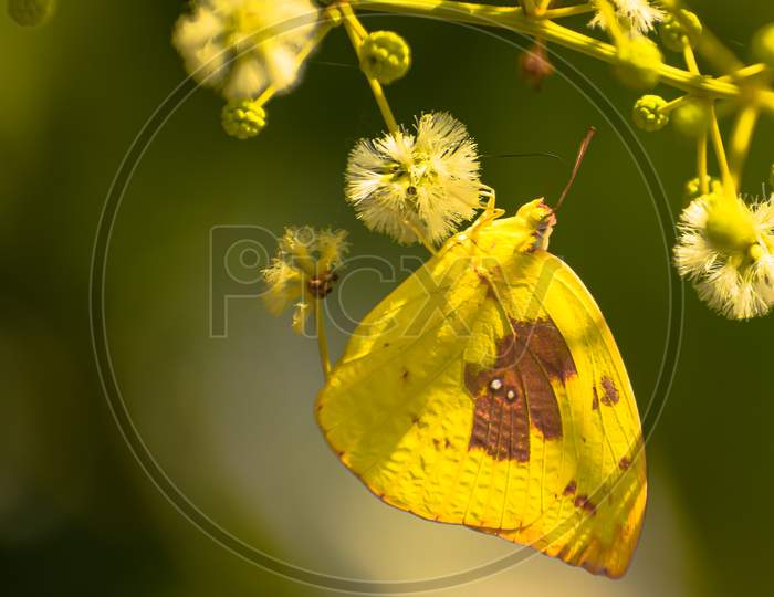 Picture Of Common Emigrant Male ( Catopsilia Pomona ) Butterfly Sucking Nector From Flower.