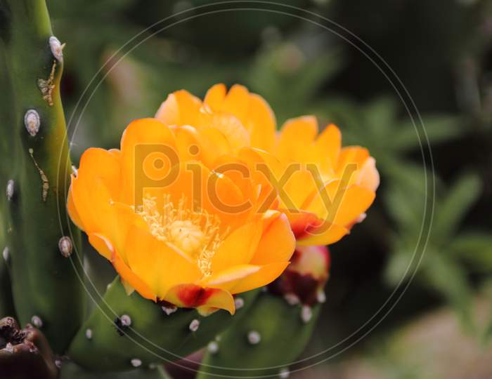 Cactus And Succulents With Yellow Flowers In Spring