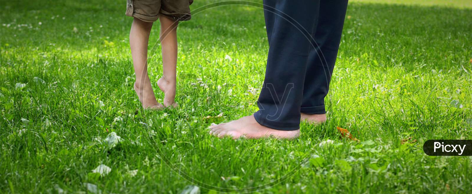 Little Kid Standing Or Walking On Toes In A Garden On Green Grass With Help Of Father / Father'S Day