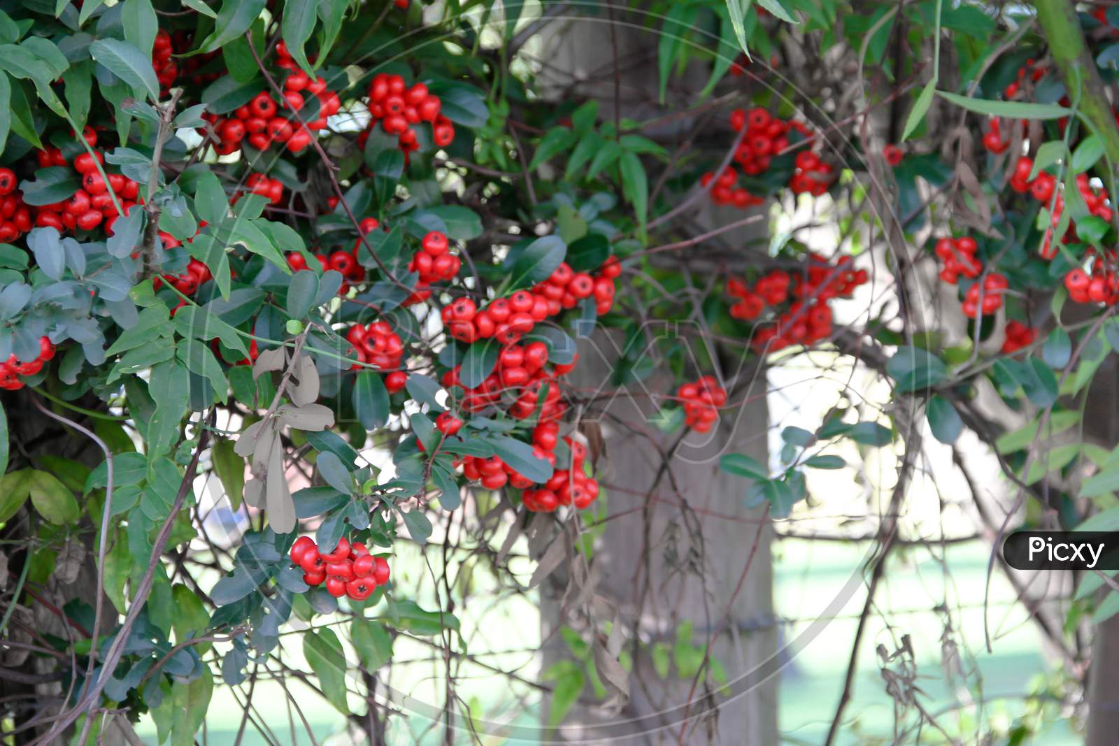 Ornamental Shrub Of Red Berries In Autumn