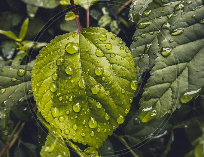Water drop with leaf