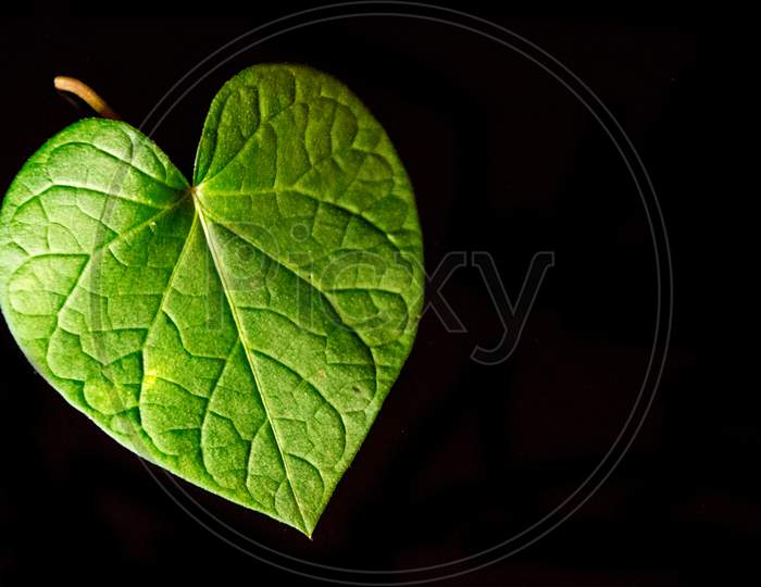 Leaf Heart
