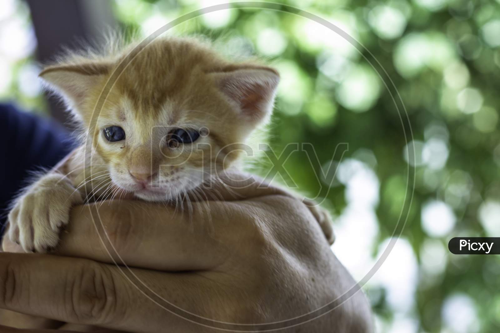 Small Cat Held In The Hands Of A Man. Domestic Animal Baby.